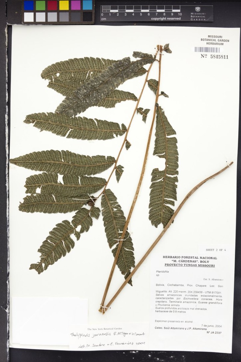 Thelypteris juruensis photo 3