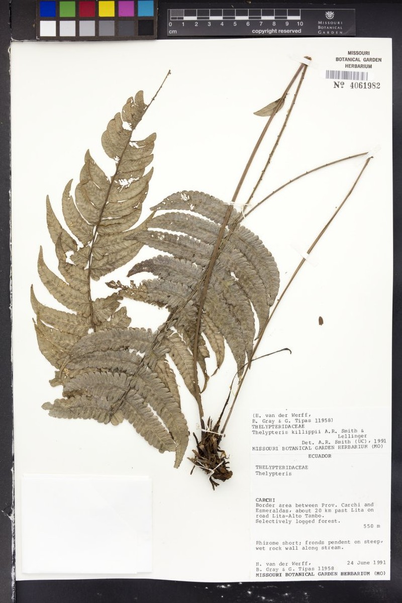 Thelypteris killipii