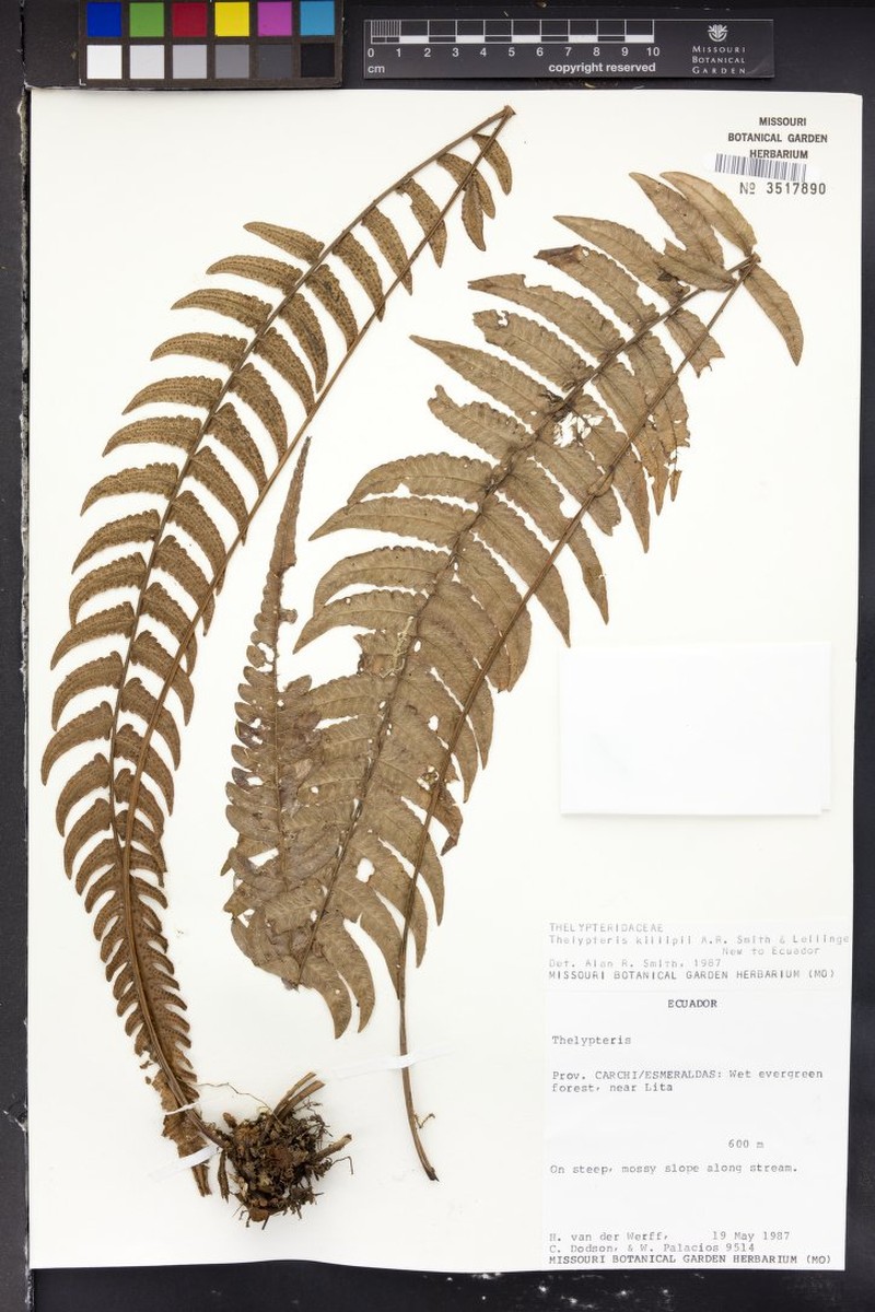 Thelypteris killipii photo 2