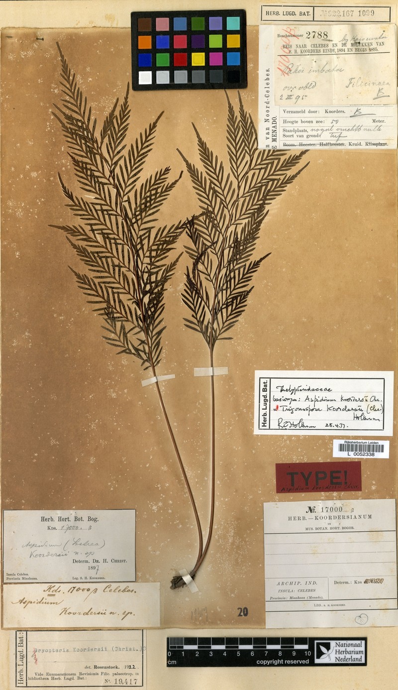 Thelypteris koordersii