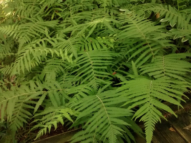 Kunth's Maiden Fern