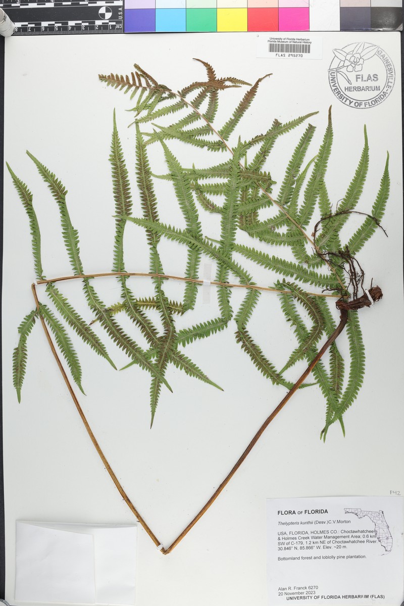 Kunth's Maiden Fern photo 2