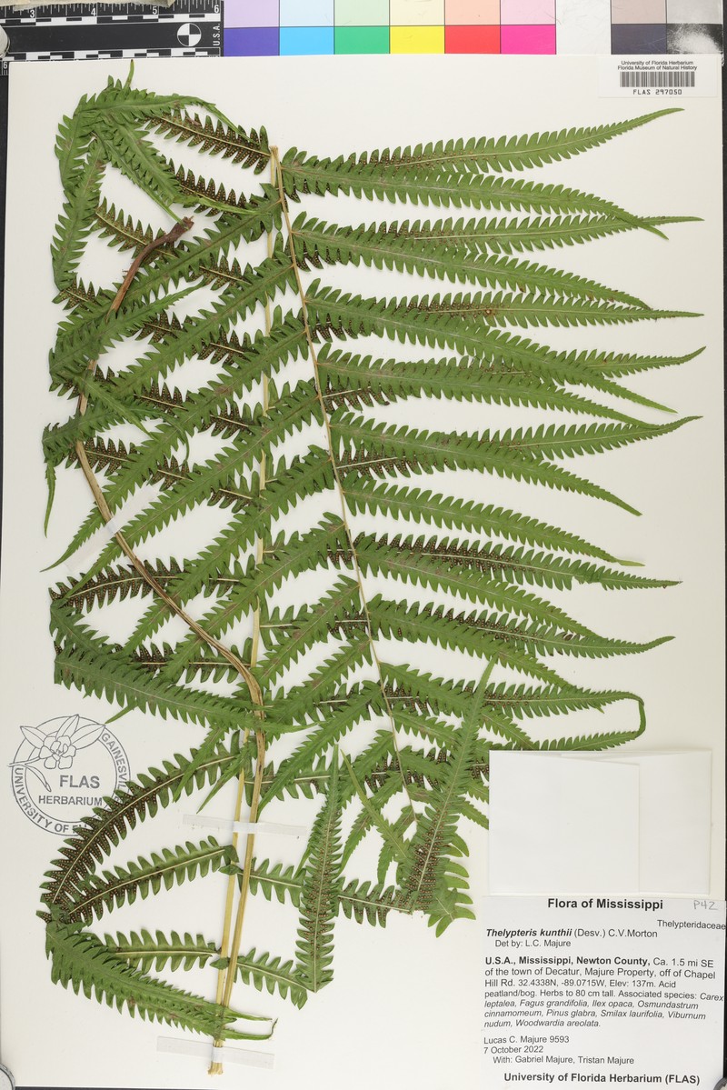 Kunth's Maiden Fern photo 3