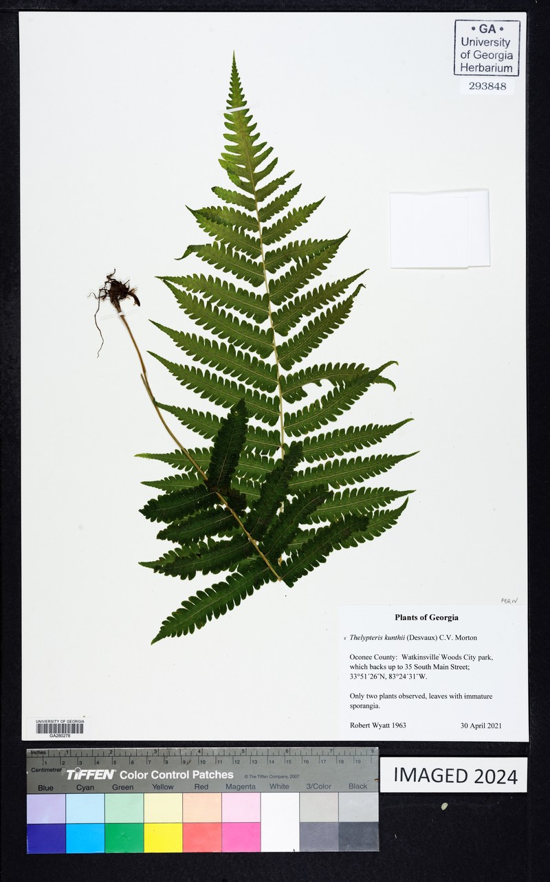 Kunth's Maiden Fern photo 4