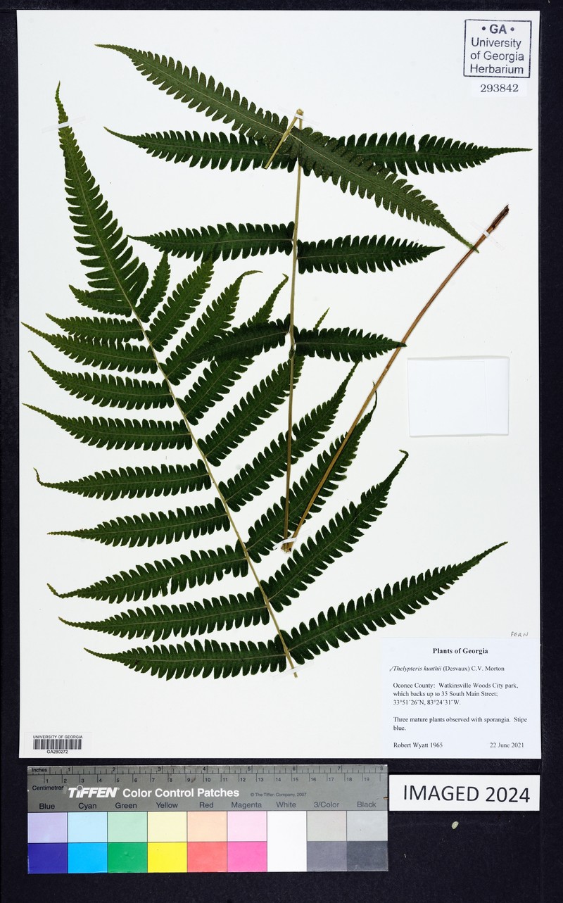 Kunth's Maiden Fern photo 5