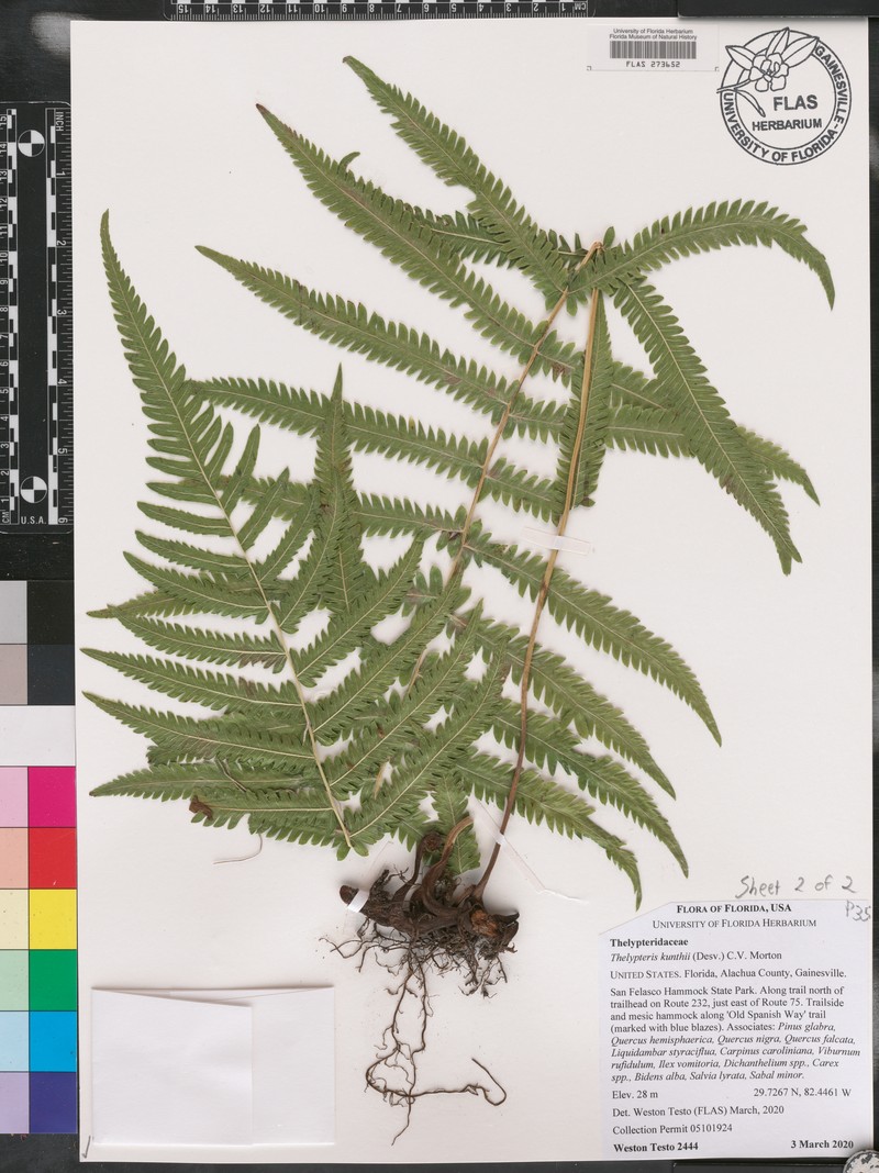 Kunth's Maiden Fern photo 6