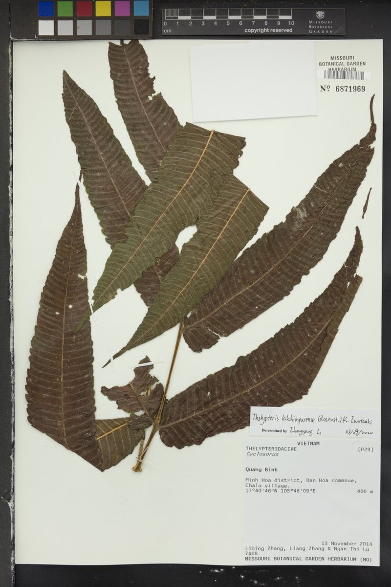 Thelypteris lakhimpurensis
