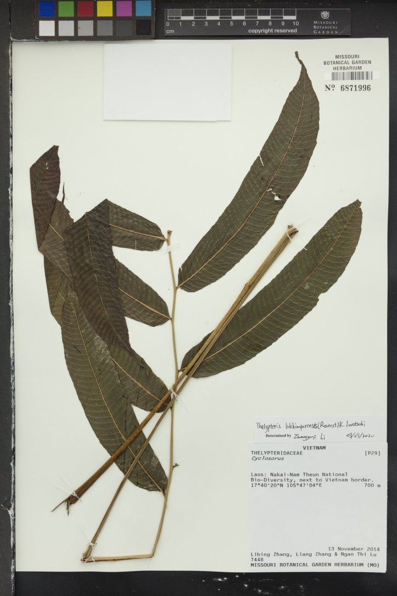 Thelypteris lakhimpurensis photo 2