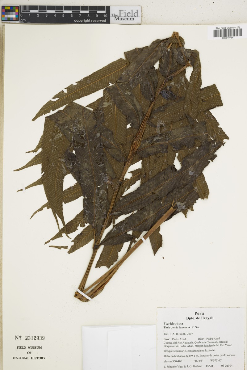 Thelypteris lancea