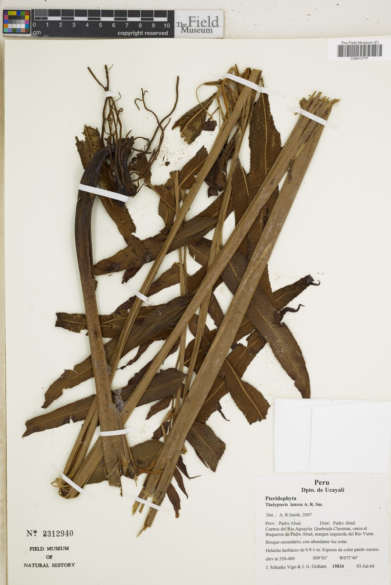 Thelypteris lancea photo 2