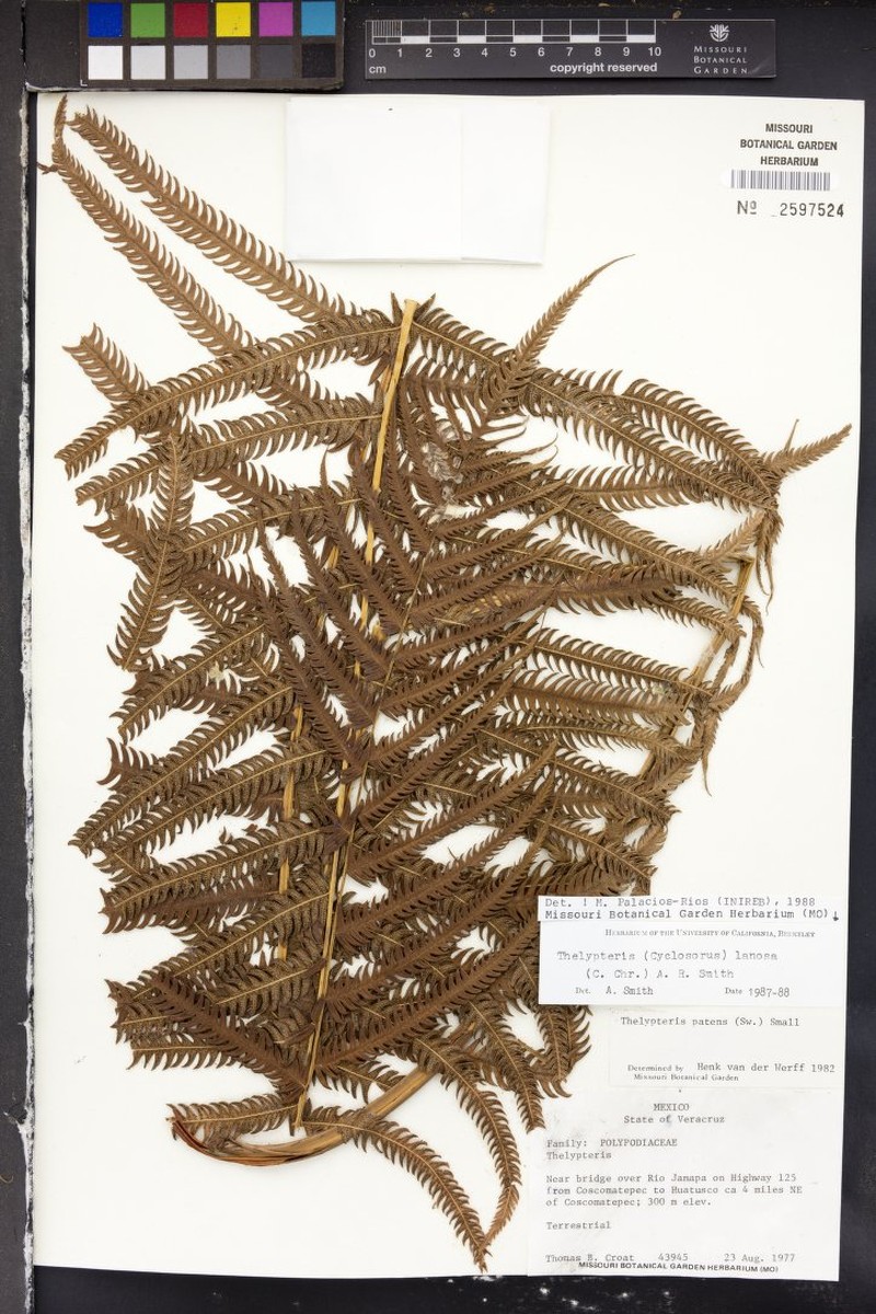 Thelypteris lanosa