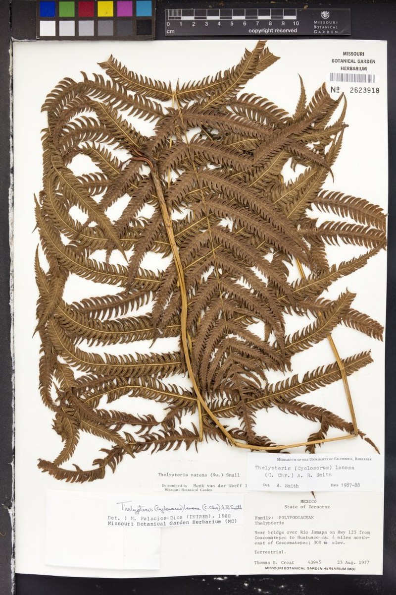 Thelypteris lanosa photo 2