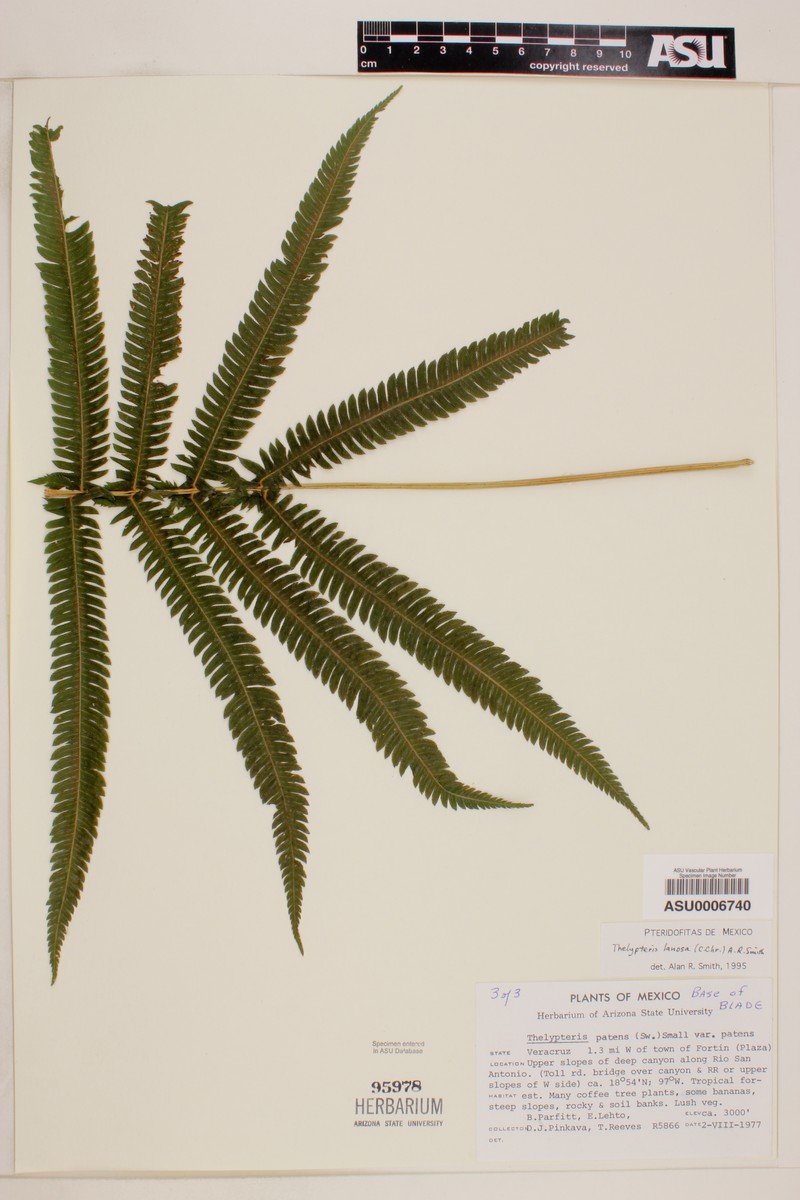 Thelypteris lanosa photo 3
