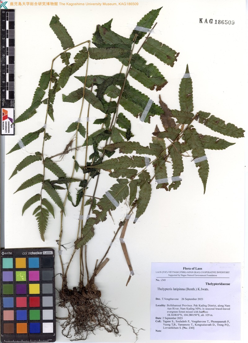 Thelypteris latipinna