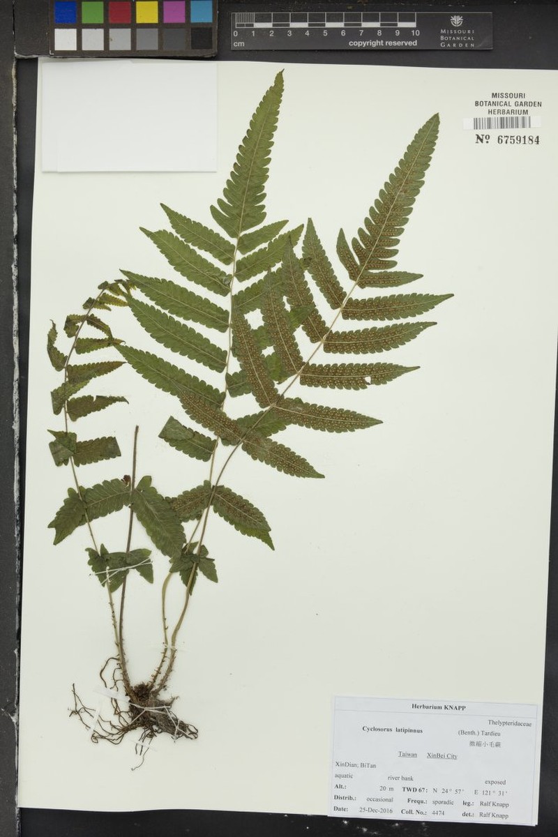Thelypteris latipinna photo 2