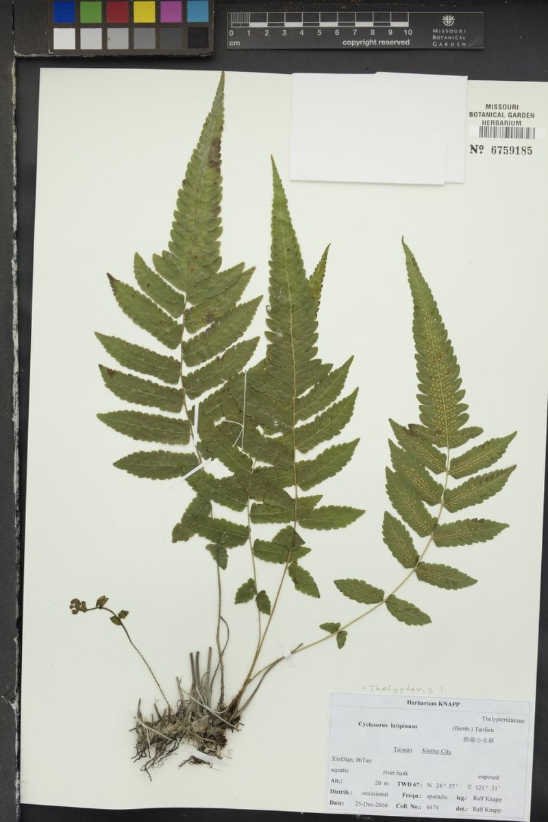 Thelypteris latipinna photo 3