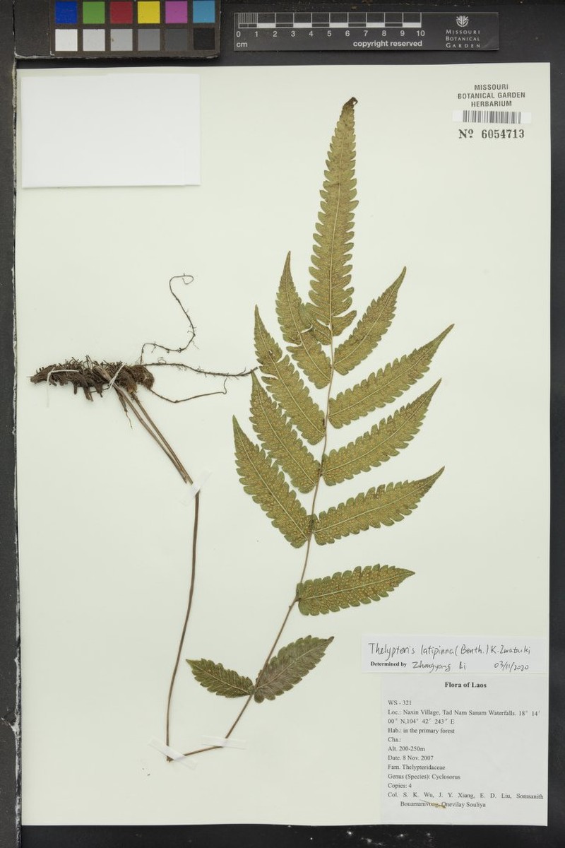Thelypteris latipinna photo 4