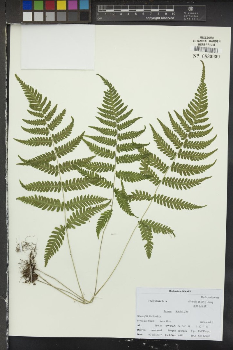 Thelypteris laxa