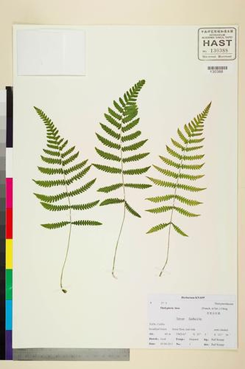 Thelypteris laxa photo 2