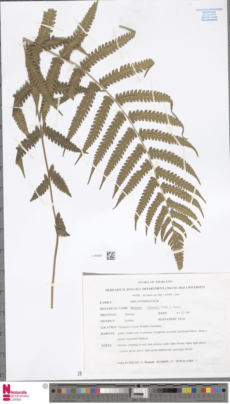Thelypteris lebeufii