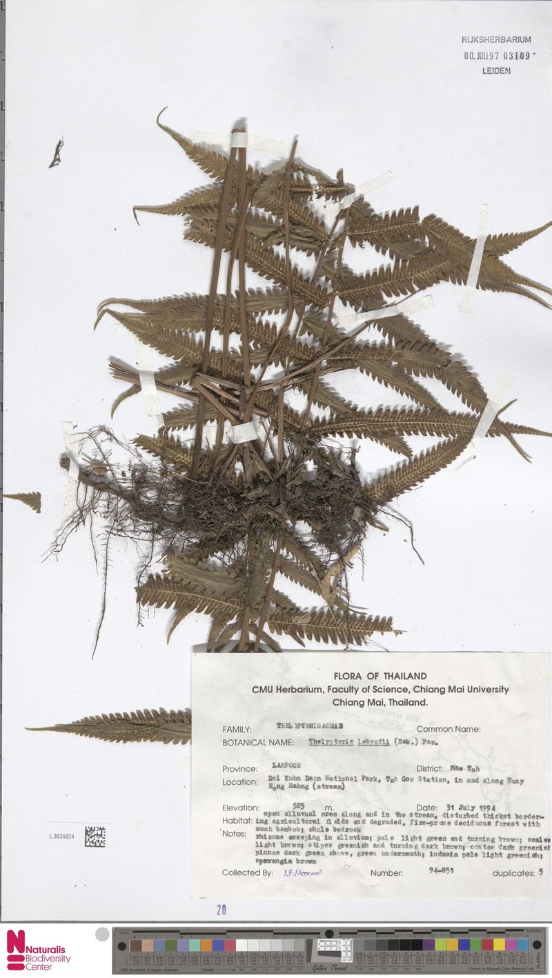 Thelypteris lebeufii photo 2
