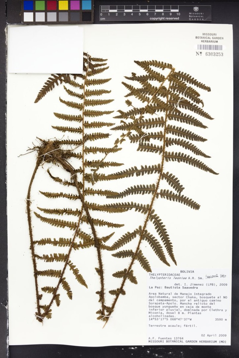 Thelypteris leoniae