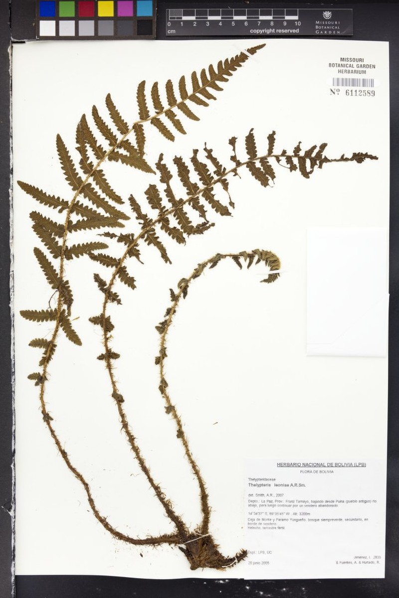 Thelypteris leoniae photo 2