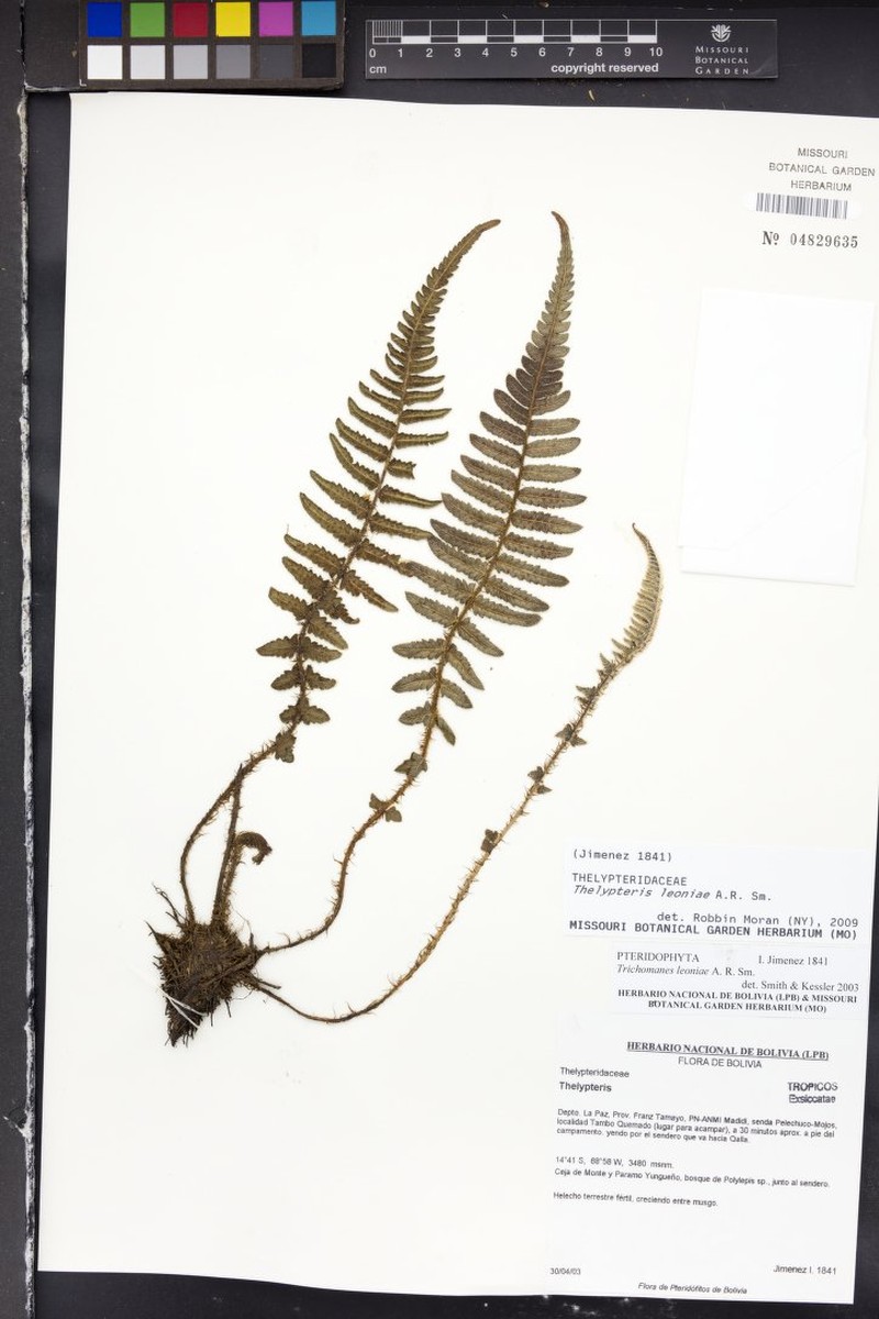 Thelypteris leoniae photo 3