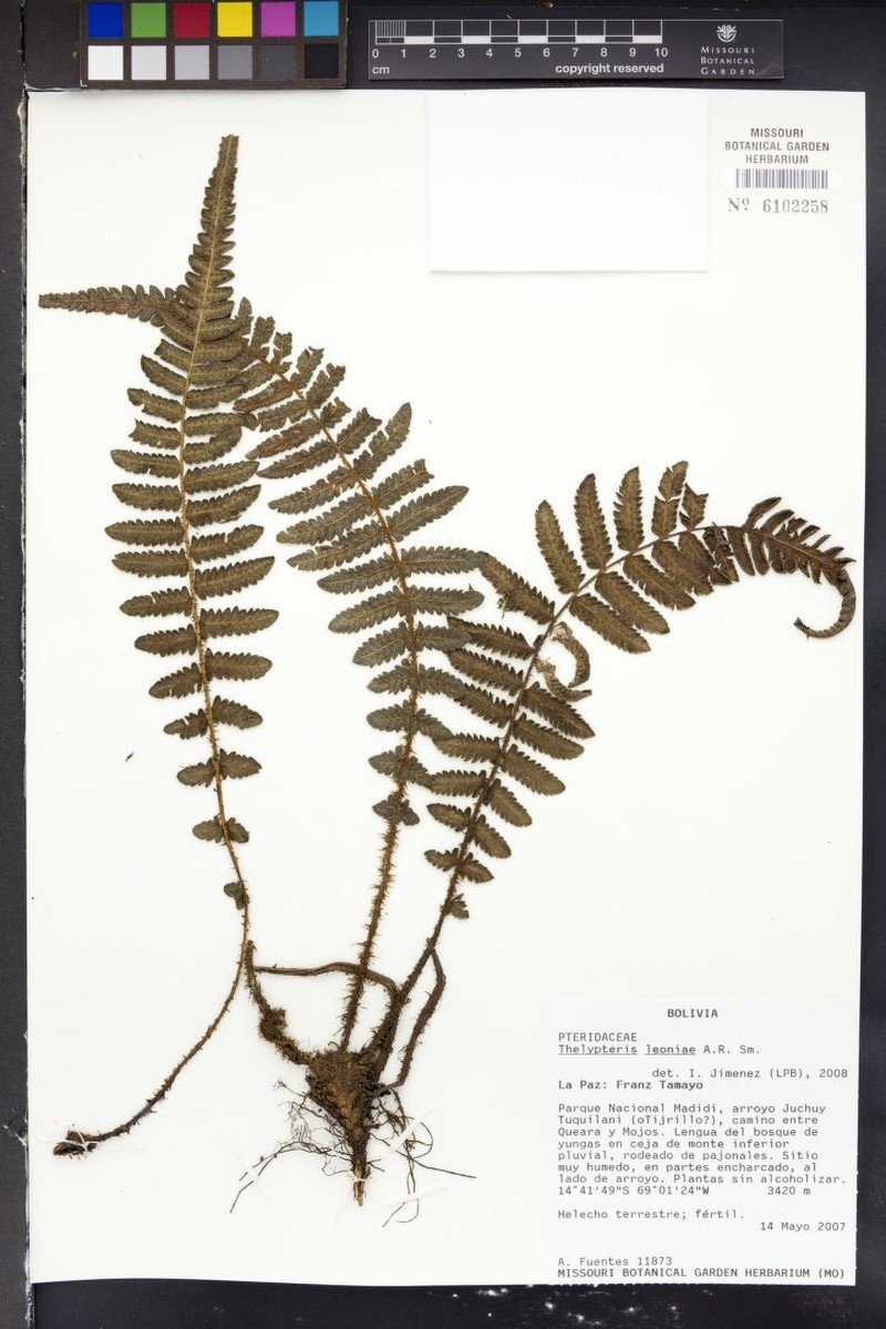 Thelypteris leoniae photo 4