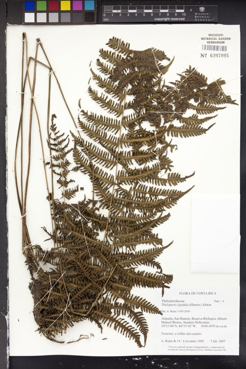 Thelypteris lepidula