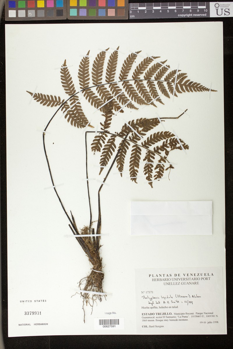 Thelypteris lepidula photo 2