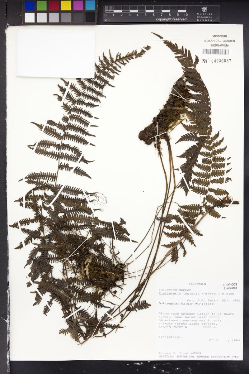 Thelypteris lepidula photo 3