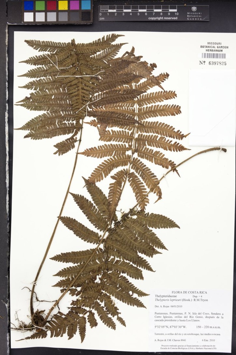 Thelypteris leprieurii