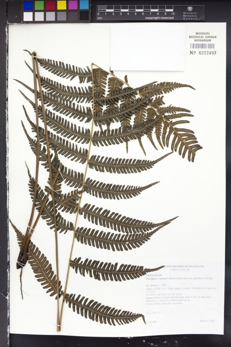 Thelypteris leprieurii photo 2