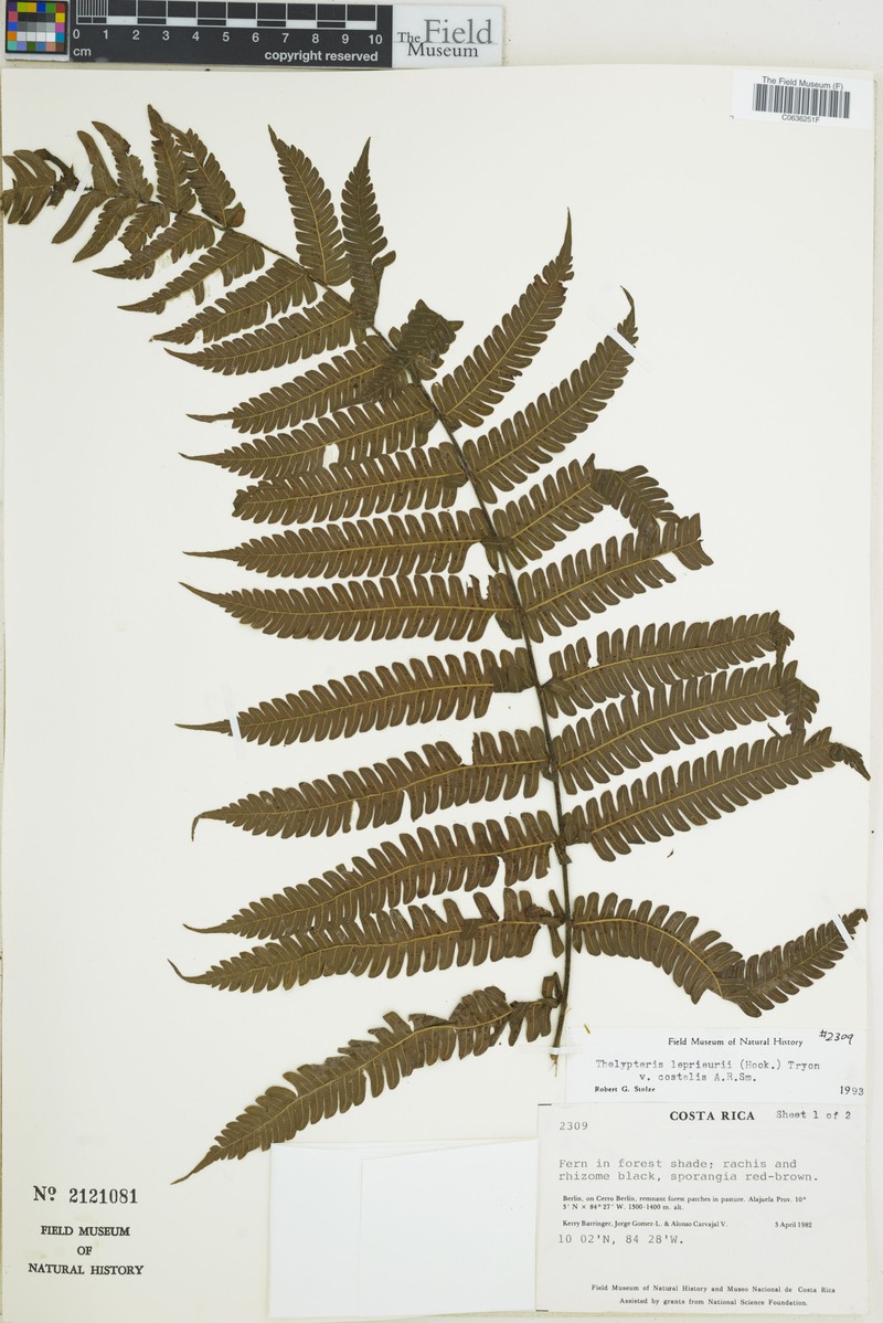 Thelypteris leprieurii var. costalis