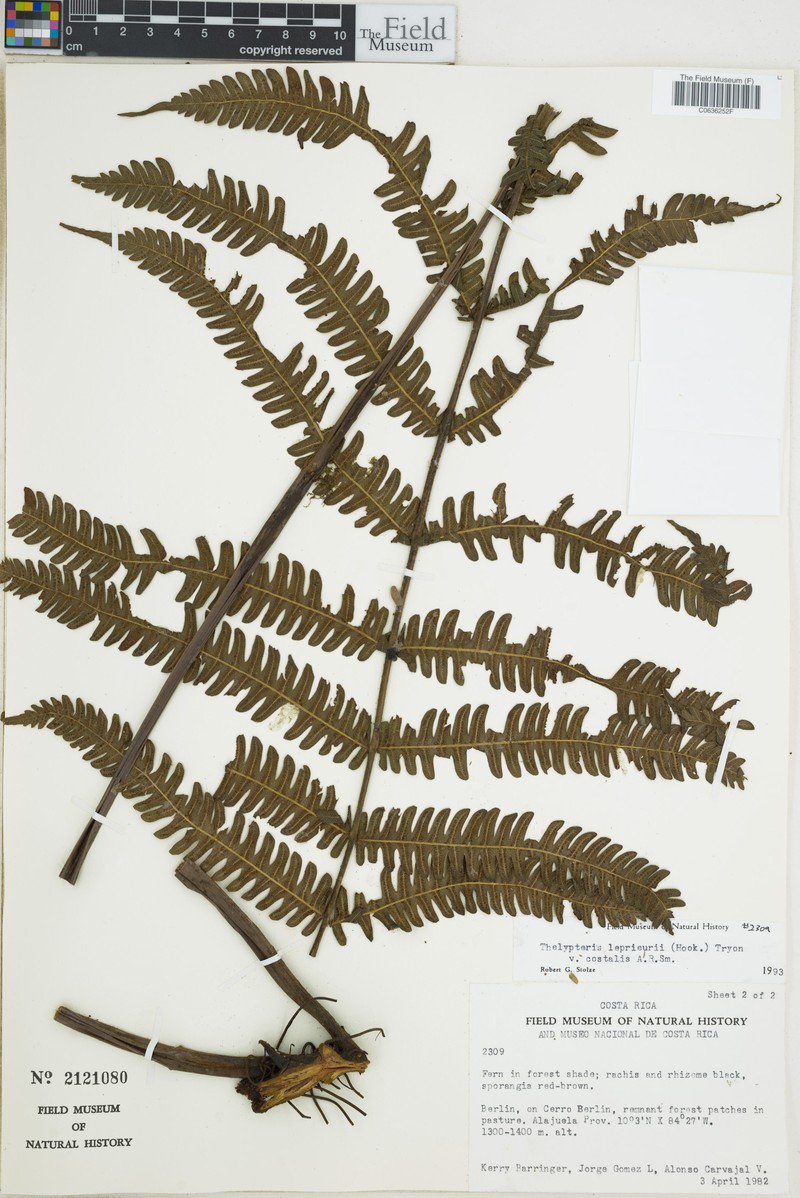 Thelypteris leprieurii var. costalis photo 2
