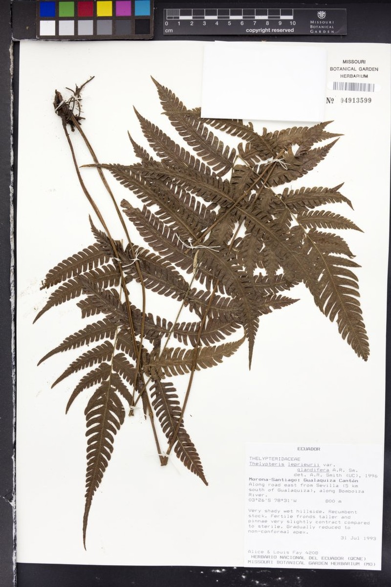 Thelypteris leprieurii var. glandifera