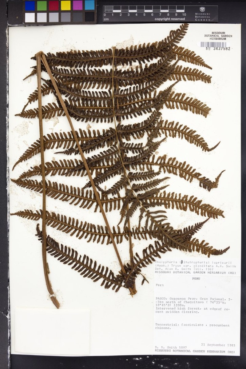Thelypteris leprieurii var. glandifera photo 2