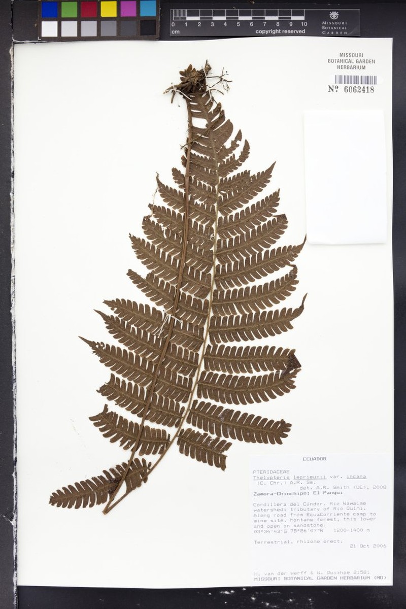 Thelypteris leprieurii var. incana