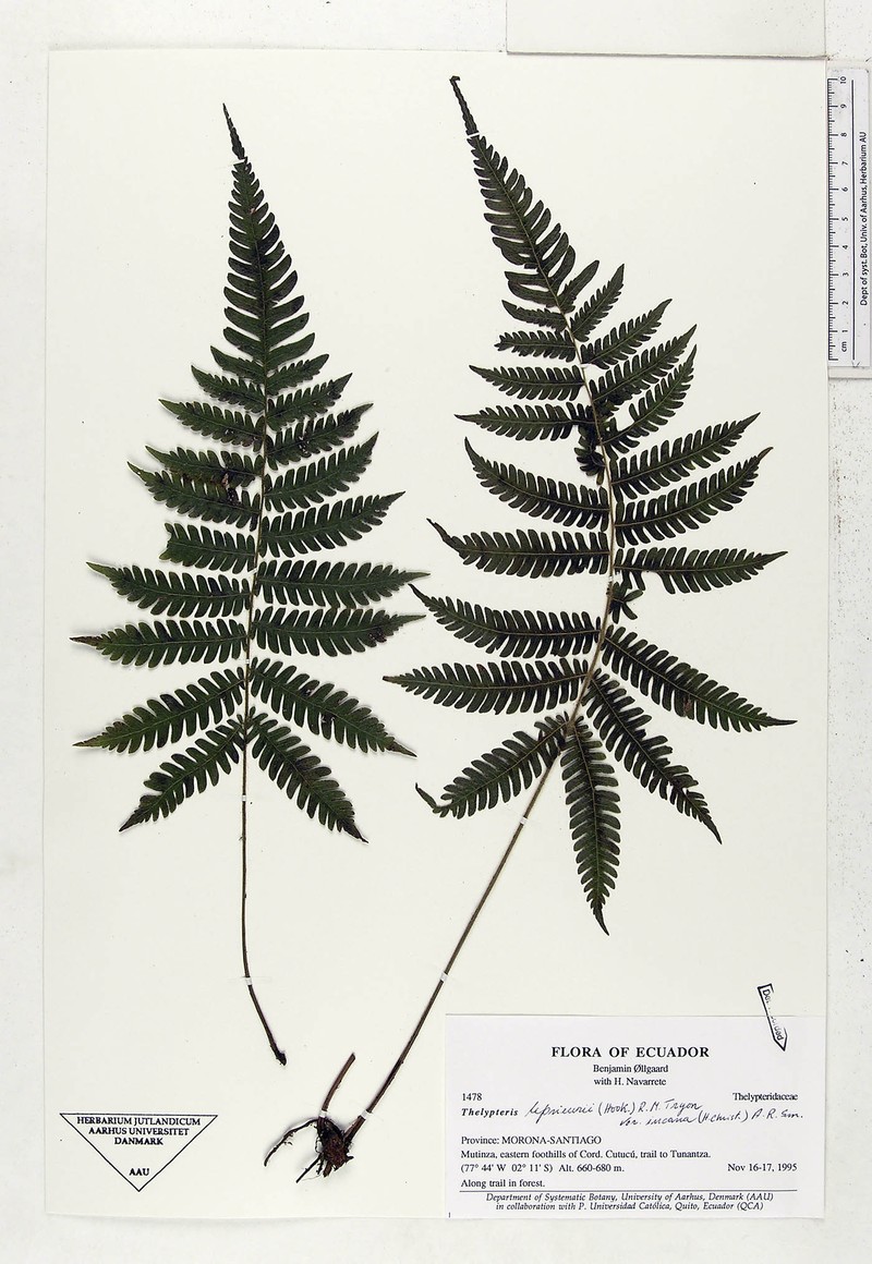 Thelypteris leprieurii var. incana photo 2