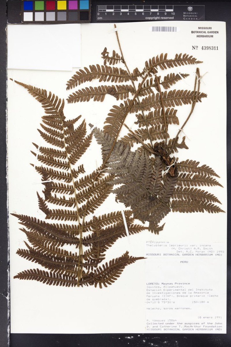Thelypteris leprieurii var. incana photo 3