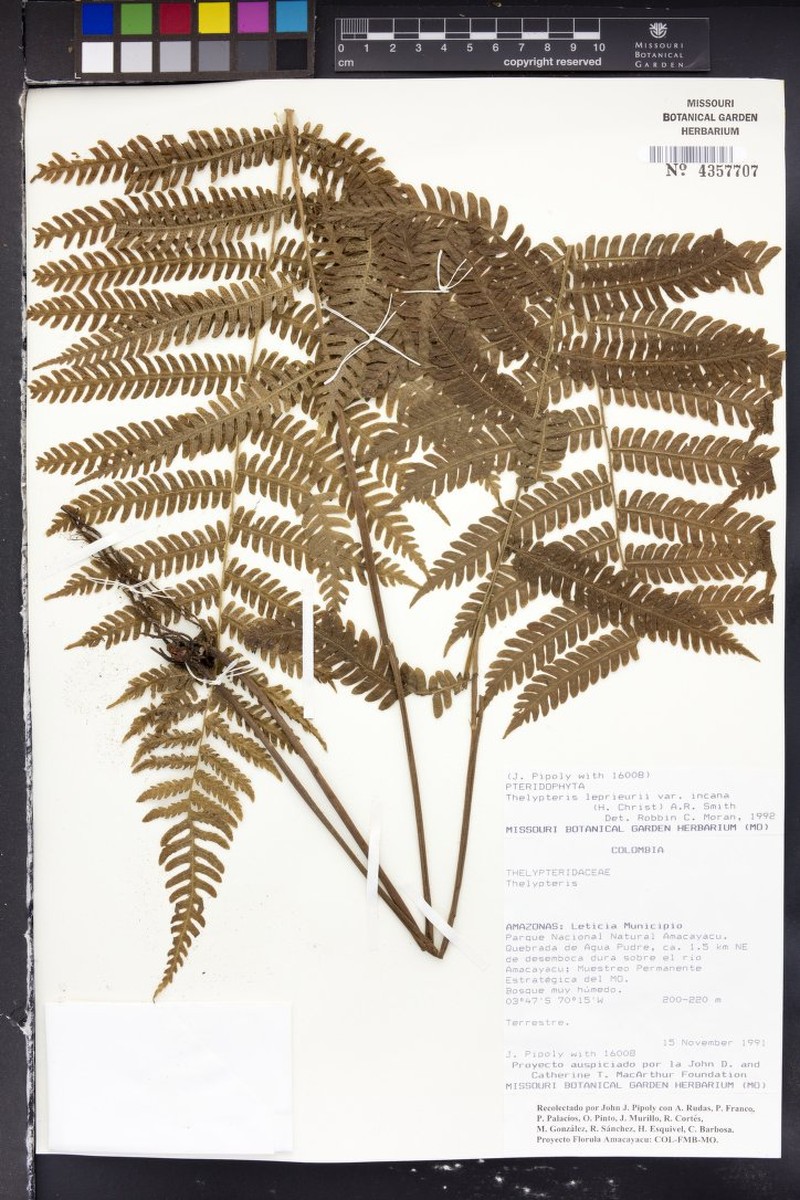 Thelypteris leprieurii var. incana photo 4