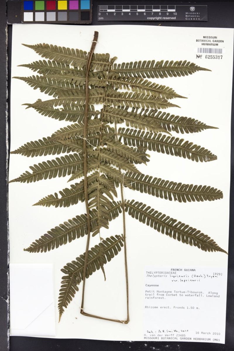 Thelypteris leprieurii var. leprieurii