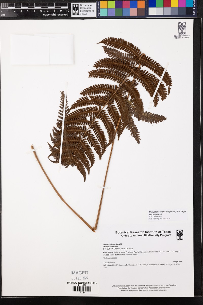 Thelypteris leprieurii var. leprieurii photo 2