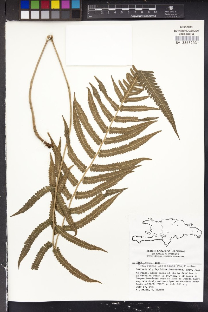 Thicket Maiden Fern