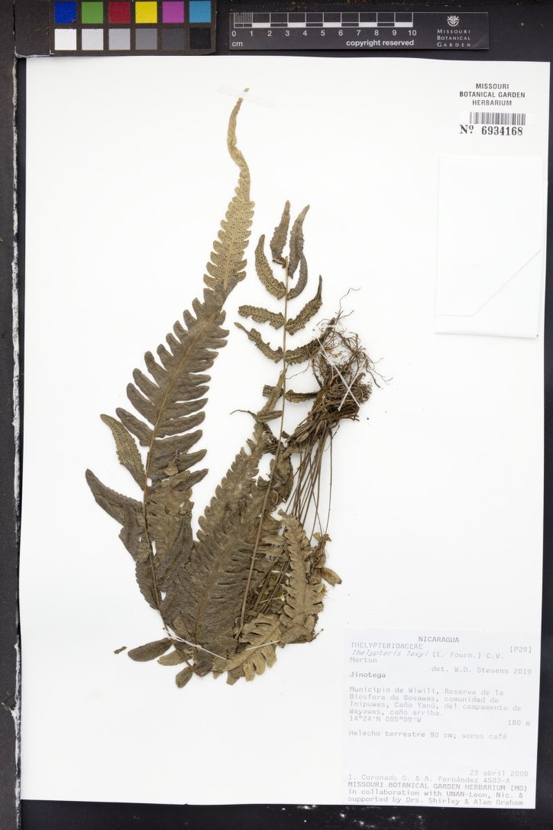 Thelypteris levyi