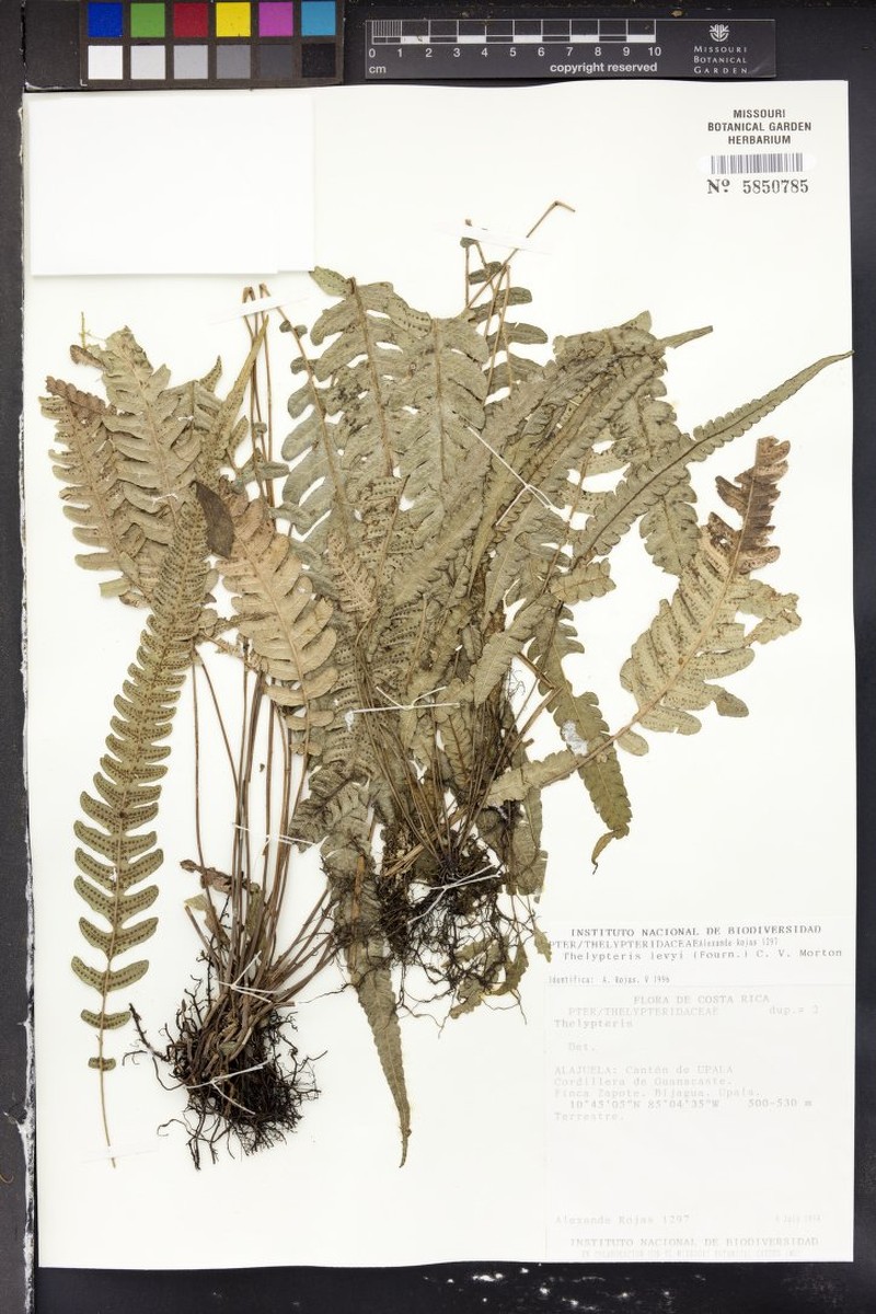 Thelypteris levyi photo 2