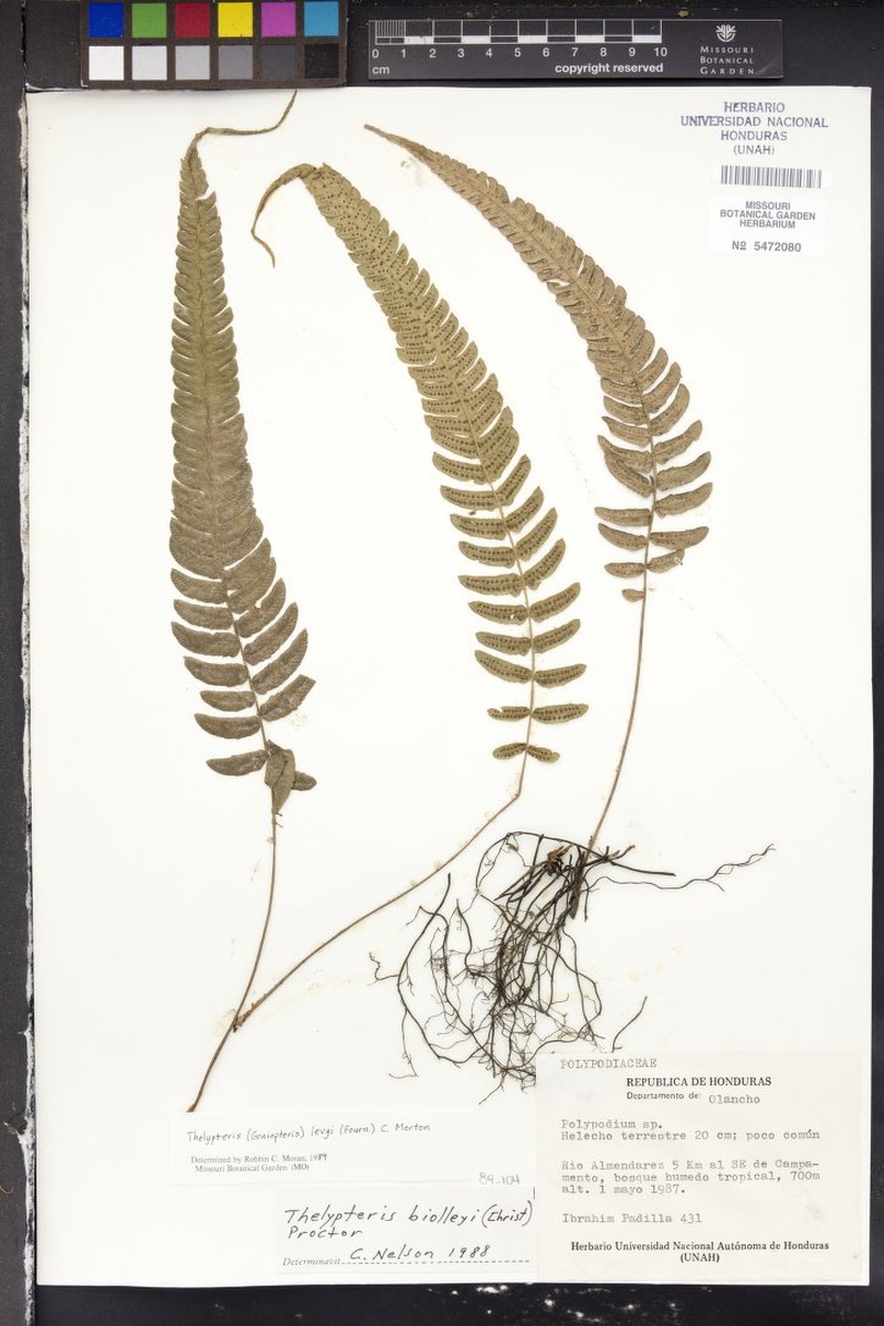 Thelypteris levyi photo 3