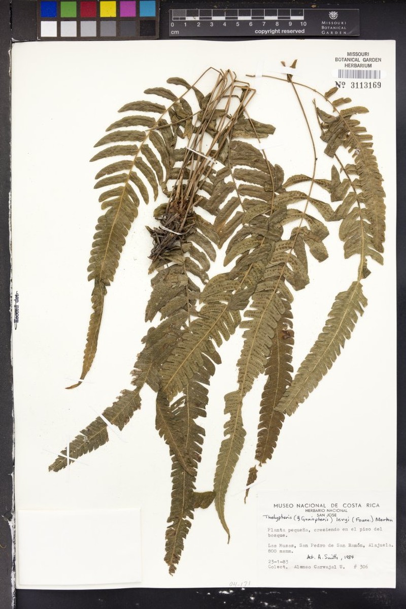 Thelypteris levyi photo 4