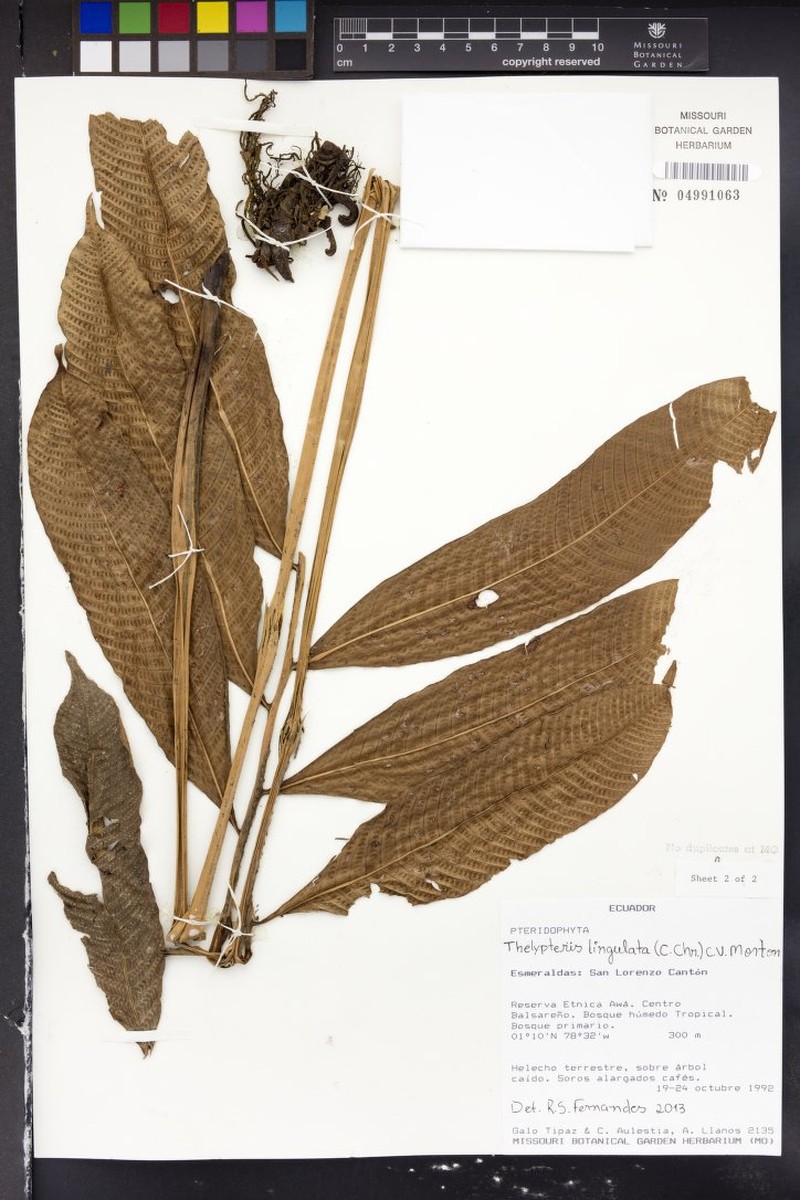 Thelypteris ligulata